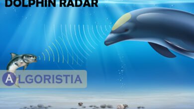 Dolphin Radar